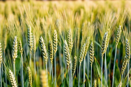 Kisan ka kamaal , ek hi khet me ugaa dali 42 tarah ki gehu ki kisme... ab shuru hogi katai