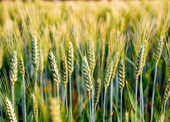 Kisan ka kamaal , ek hi khet me ugaa dali 42 tarah ki gehu ki kisme... ab shuru hogi katai