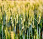 Gehu-chawal buvai roteshan me fit hogi nayi gehu kisme , kashmir ke krishi vegyaaniko ko 10 saal baad mili safalta