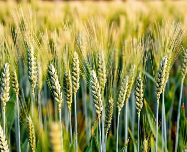 Gehu-chawal buvai roteshan me fit hogi nayi gehu kisme , kashmir ke krishi vegyaaniko ko 10 saal baad mili safalta