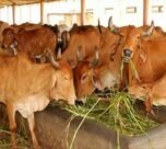 Dairy business me nuksan ka dar khtm, in desi nasal ki gaayo se hogi pakki kamai