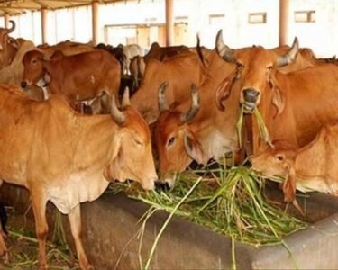 Dairy business me nuksan ka dar khtm, in desi nasal ki gaayo se hogi pakki kamai