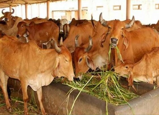 Dairy business me nuksan ka dar khtm, in desi nasal ki gaayo se hogi pakki kamai