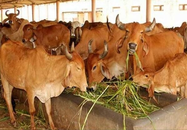 Dairy business me nuksan ka dar khtm, in desi nasal ki gaayo se hogi pakki kamai