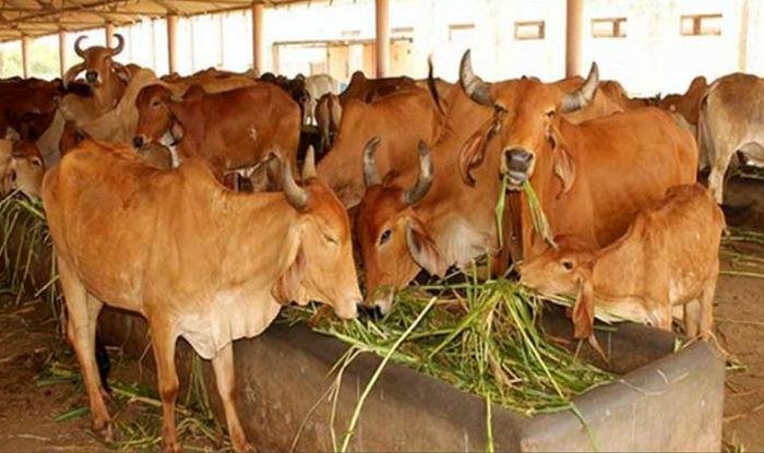  डेयरी बिजनेस में नुकसान का डर खत्म, इन देसी नस्ल की गायों से होगी पक्की कमाई! Dairy business me nuksan ka dar khtm, in desi nasal ki gaayo se hogi pakki kamai