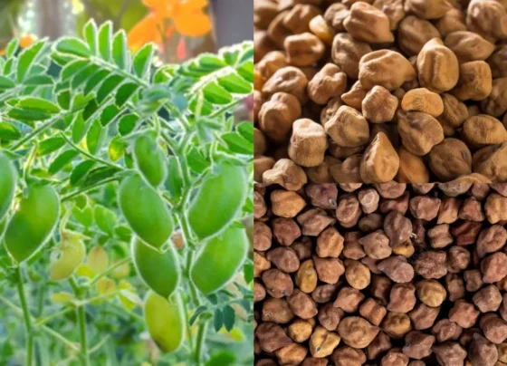 Kam paani me jyada paisawar dega MH4 chana , khet pahuchkar shivraj singh chouhan ne dekhi nyi kism