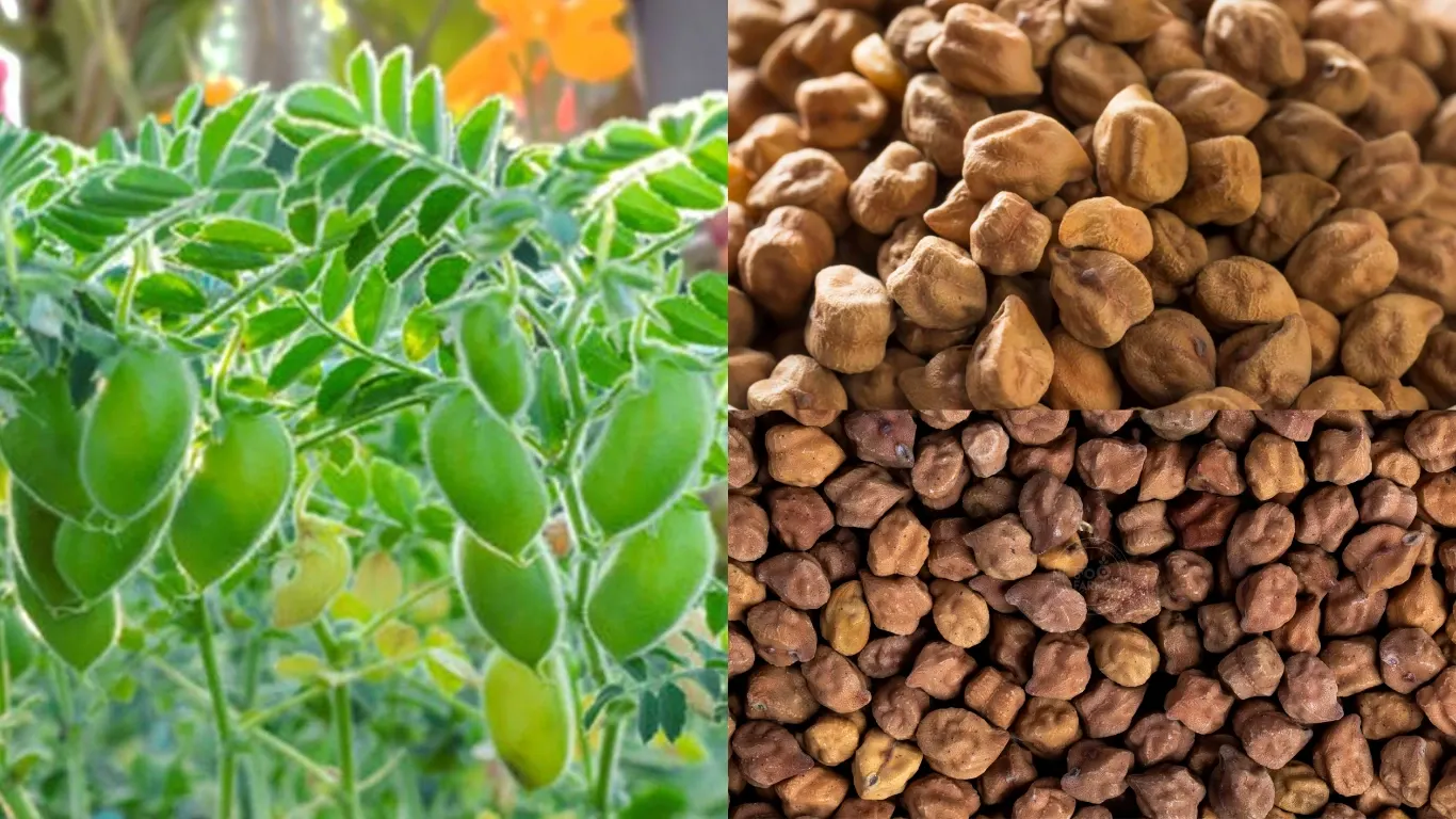 कम पानी में ज्यादा पैदावार देगा MH4 चना, खेत पहुंचकर शिवराज सिंह चौहान ने देखी नई किस्म Kam paani me jyada paisawar dega MH4 chana , khet pahuchkar shivraj singh chouhan ne dekhi nyi kism