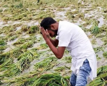 Barish se barbad rabee faslo ka muavza dene ki ghoshna , 32 hazar rupye prati hekteyar milegi rashi