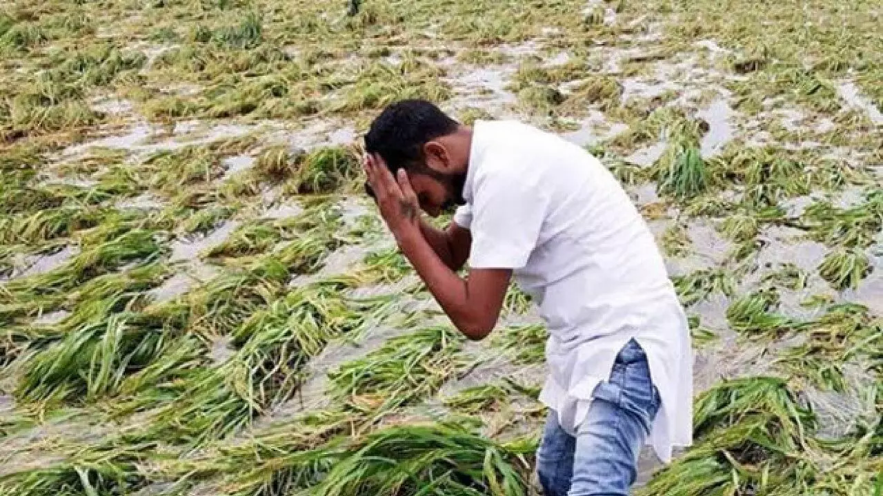 बारिश से बर्बाद रबी फसलों का मुआवजा देने की घोषणा, 32 हजार रुपये प्रति हेक्टेयर मिलेगी राशि Barish se barbad rabee faslo ka muavza dene ki ghoshna , 32 hazar rupye prati hekteyar milegi rashi