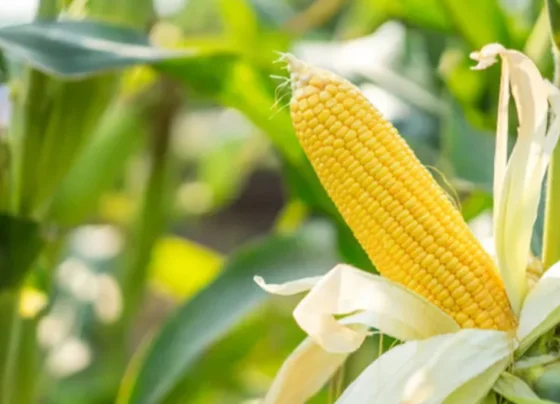 Sarso ki ktai ke baad khet ko khali chodne ki jagah kare is fasal ki buvai , 100 dino me hogi tabadtod kamai