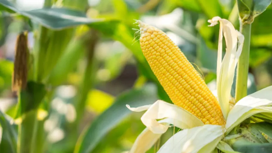 सरसों की कटाई के बाद खेत को खाली छोड़ने की जगह  करे इस फसल की बुवाई , 100 दिनों में होगी ताबड़तोड़  कमाई Sarso ki ktai ke baad khet ko khali chodne ki jagah kare is fasal ki buvai , 100 dino me hogi tabadtod kamai