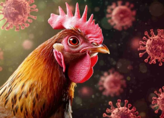 Murgiyo me fail sakta hai bird flu , sarkar ne di chetavani barte ye sawdhani