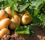 Aalu kisano k liye 3 formule jo bada denge 20 fisdi kamai