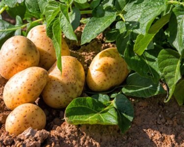 Aalu kisano k liye 3 formule jo bada denge 20 fisdi kamai