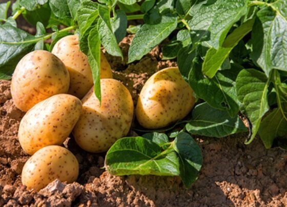 Aalu kisano k liye 3 formule jo bada denge 20 fisdi kamai