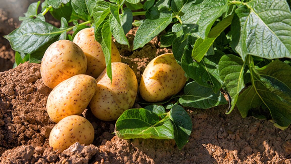 आलू किसानों के लिए 3 फॉर्मूले जो बढ़ा देंगे 20 फीसदी कमाई, जेब नहीं रहेगी खाली Aalu kisano k liye 3 formule jo bada denge 20 fisdi kamai