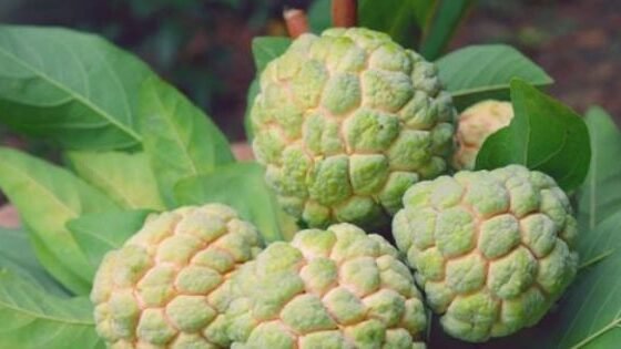 Puri duniya me mashur hai beed ka sitafal , february - march me hoti hai buvai .. in desho me hai bhari dimand