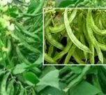 Sam ki kheti se badegi aamdhani