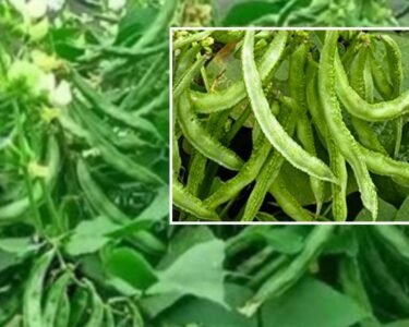 Sam ki kheti se badegi aamdhani