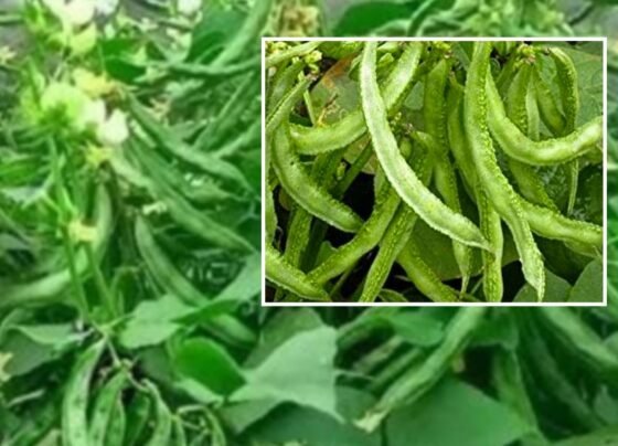 Sam ki kheti se badegi aamdhani