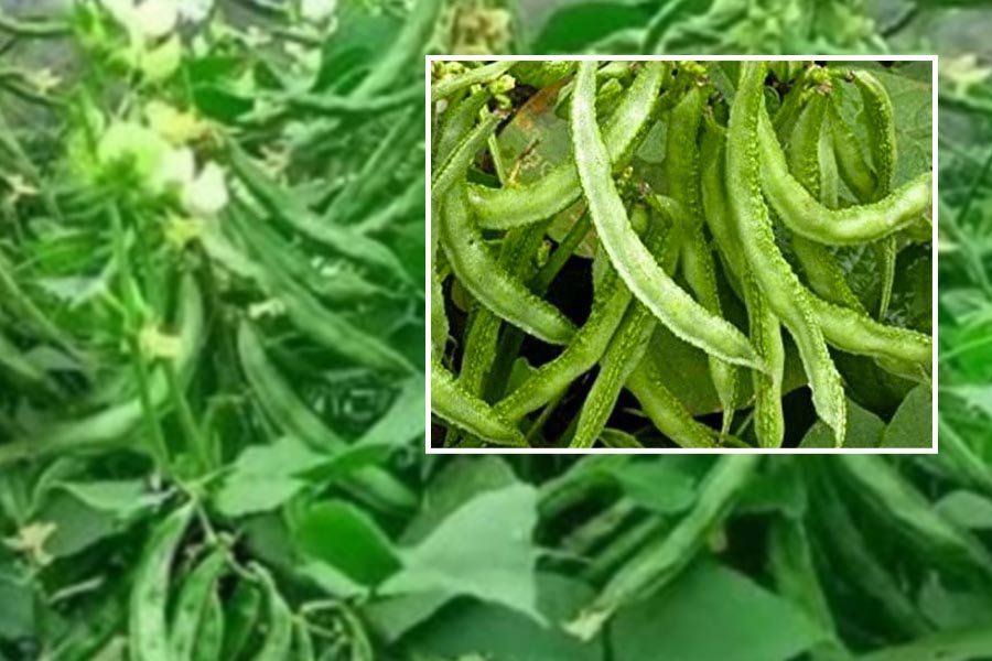 Sam ki kheti se badegi aamdhani