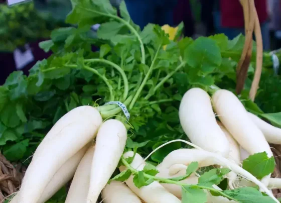 Ab Kisan Kare Muli Ki Kheti, Milega Tagda Munafa