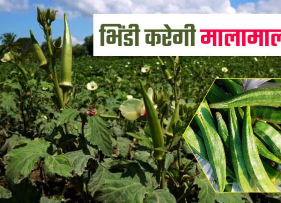 April Mahine Me Is Tarike Se Kare Bhindi Ki Kheti