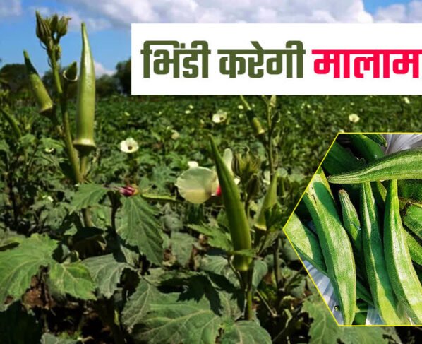 April Mahine Me Is Tarike Se Kare Bhindi Ki Kheti