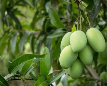 Aam Ke Tikole Ho Rahe Gayab? To Kare Ye Upaay