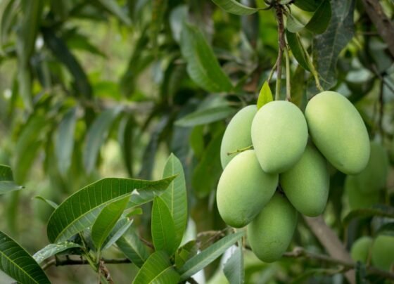 Aam Ke Tikole Ho Rahe Gayab? To Kare Ye Upaay