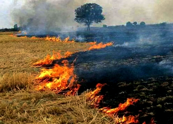 Gehu Ki Parali Ka Upyog Kese Kare