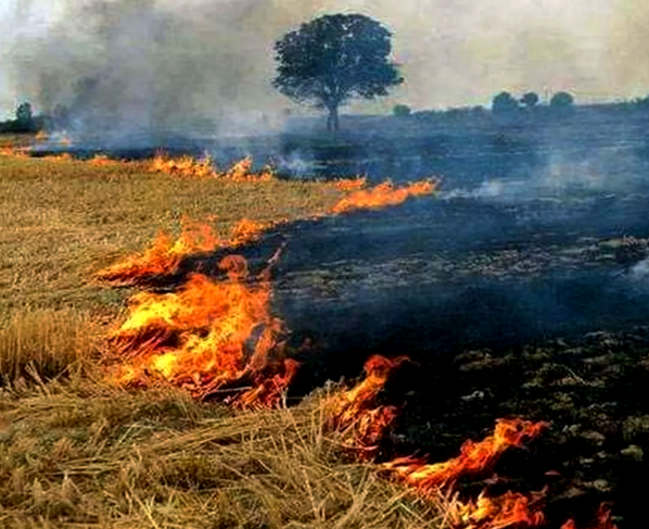 Gehu Ki Parali Ka Upyog Kese Kare