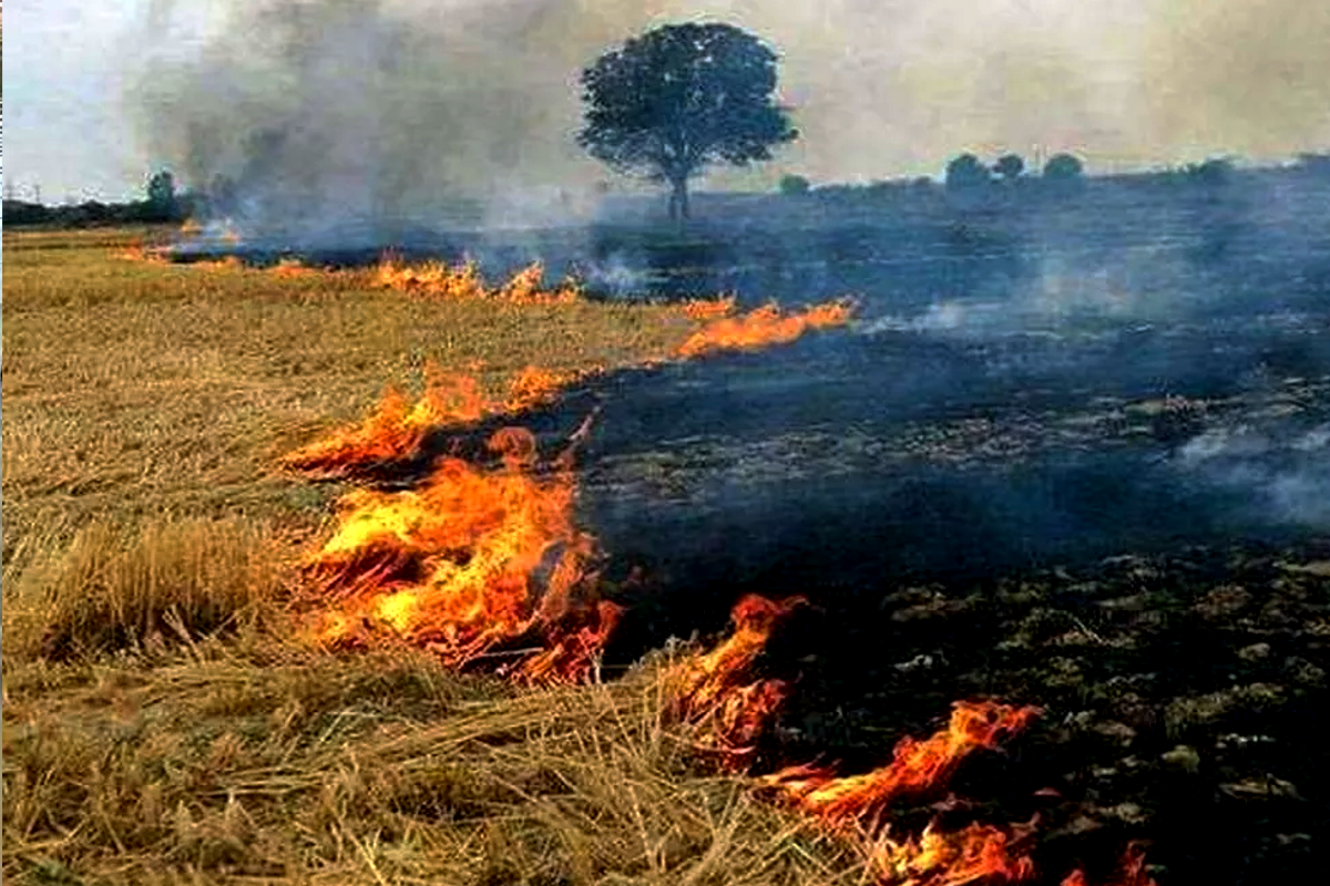 Gehu Ki Parali Ka Upyog Kese Kare गेहूँ की पराली का उपयोग कैसे करें: बिना जलाए किसानों के लिए 10 बेहतरीन तरीके