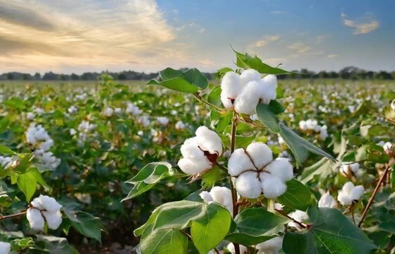 Kharif Season Suru Hone Se Phale Sarkar Kregi Kapas K Daam Tay