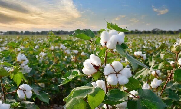 Kharif Season Suru Hone Se Phale Sarkar Kregi Kapas K Daam Tay