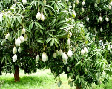 Aam Ki Fasal Me Chote Fal Girne Ka Kya Karan Hai