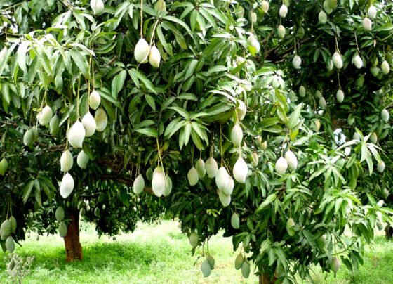 Aam Ki Fasal Me Chote Fal Girne Ka Kya Karan Hai