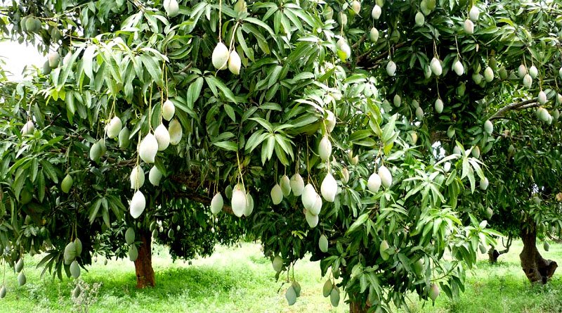 Aam Ki Fasal Me Chote Fal Girne Ka Kya Karan Hai आम की फसल में छोटे फल गिरने की समस्या: कारण, वैज्ञानिक वजह और असरदार समाधान