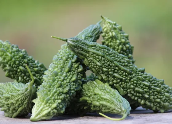 Kheti se kamana chate ho jyada munafa,march me lagay ye karele ki unnat kism