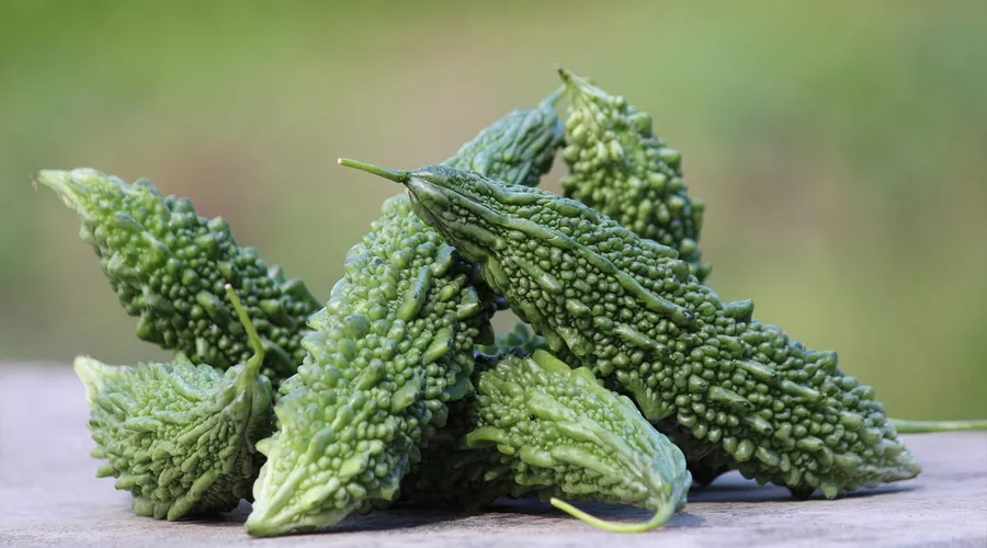 Kheti se kamana chate ho jyada munafa,march me lagay ye karele ki unnat kism