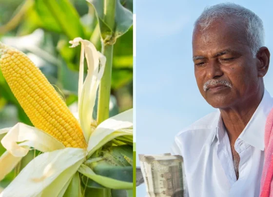 Ab Kare Ganne K Sath Makka Ki Kheti