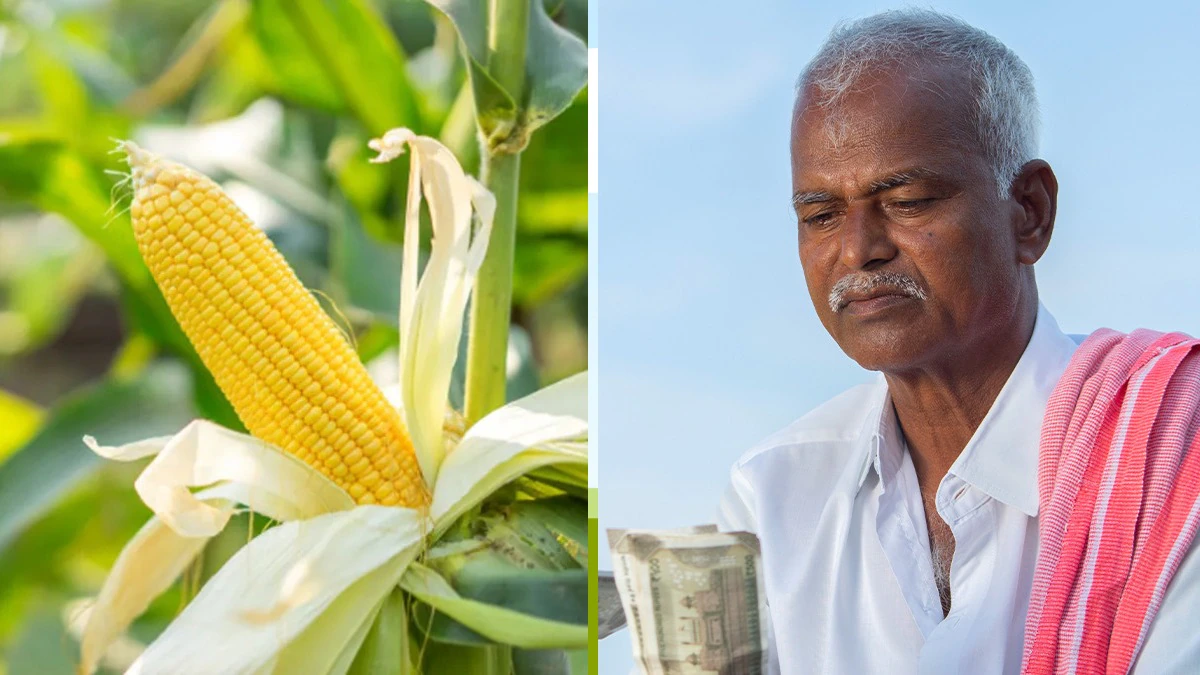 Ab Kare Ganne K Sath Makka Ki Kheti ,1 Lakh Tak Badegi Income अब गन्ने के साथ उगाएं मक्का: ICAR का नया मॉडल, प्रति हेक्टेयर 1 लाख तक बढ़ सकती है इनकम