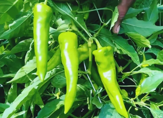 Kisan Kare Hari Mirch Ki Kheti Or Paye Achaa Munafa