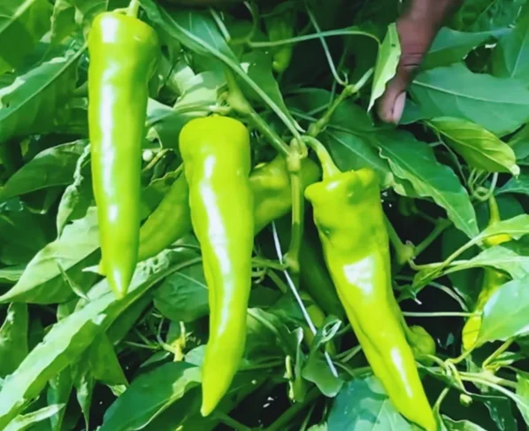 Kisan Kare Hari Mirch Ki Kheti Or Paye Achaa Munafa