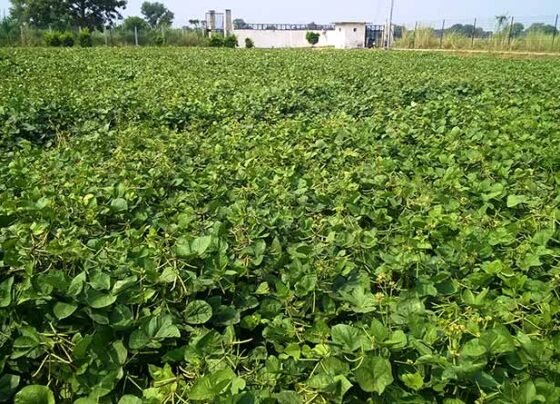 Gehu Ki Katai K Baad Kare Udad-Mung Ki Buwai