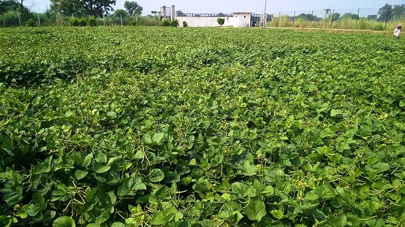 Gehu Ki Katai K Baad Kare Udad-Mung Ki Buwai गेहूं की कटाई के बाद करें उड़द-मूंग की बुवाई, 80 से 90 दिन में दोनों फसल होगी तैयार, किसानों को होगा फायदा