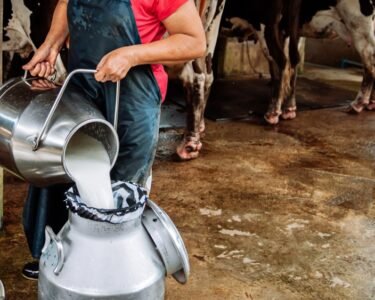 Dudh Me FET Or SNF Kese Badhaye