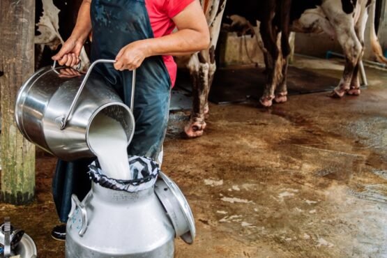 Dudh Me FET Or SNF Kese Badhaye