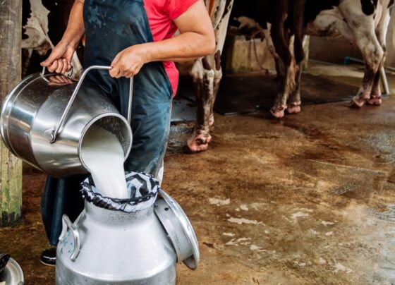 Dudh Me FET Or SNF Kese Badhaye