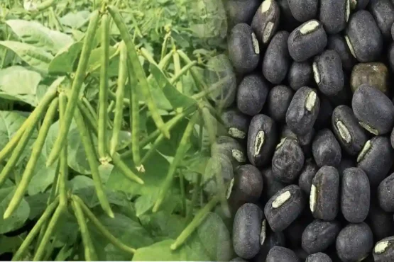 Udad Ki Kheti Kese Kare